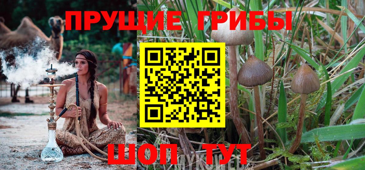Владивосток  как найти   Галлюциногенные грибы Psilocybe  Вход с VPN  Псилоцибиновые грибы GOLDEN TEACHER 